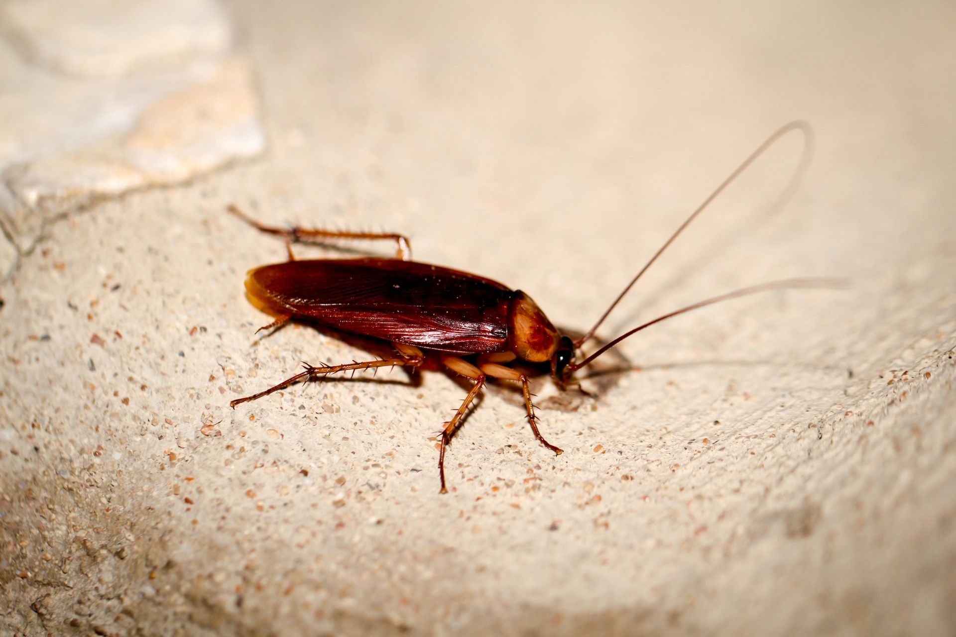 Close-up of a brown cockroach on a light surface, with long antennae visible