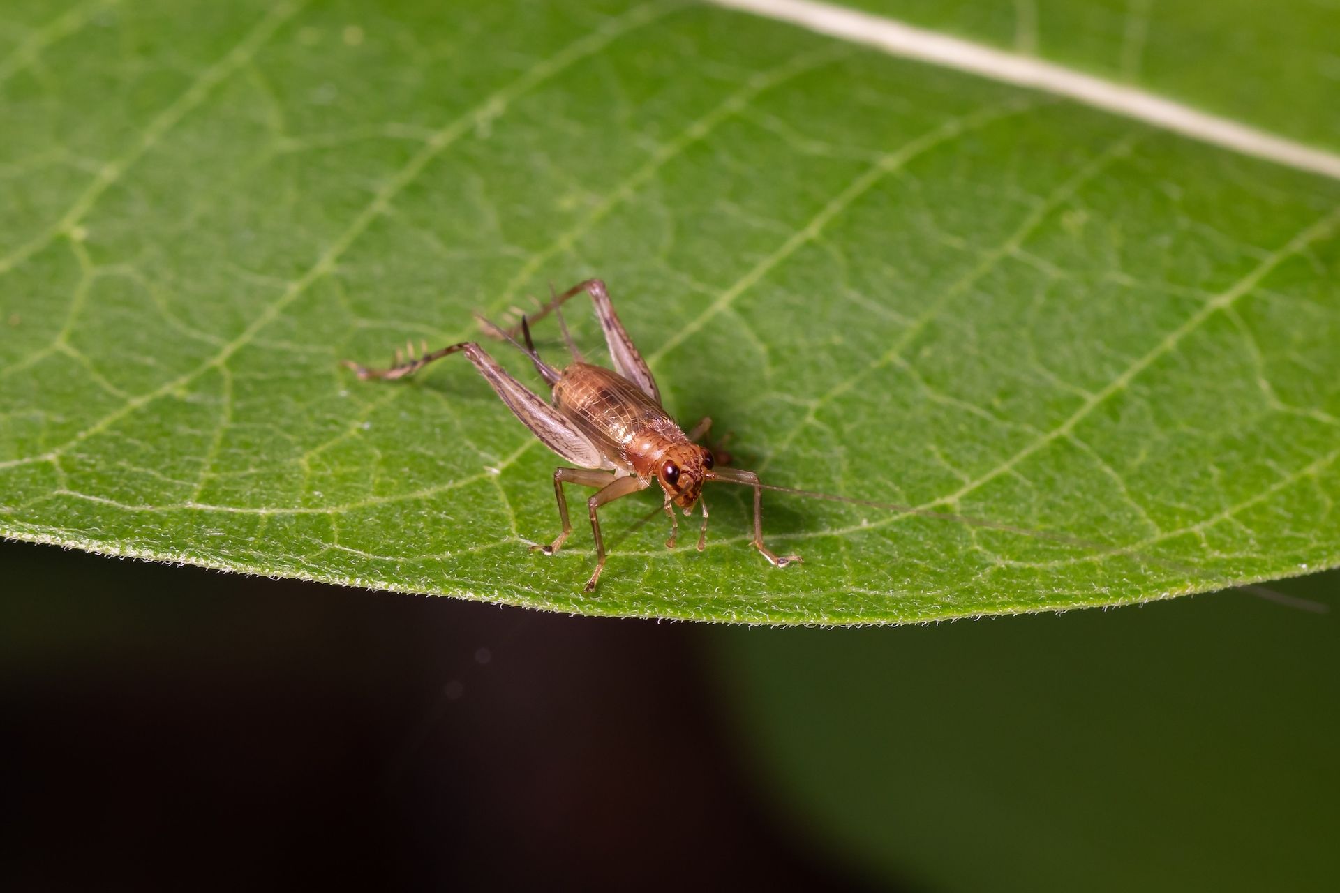 Brown insect on a green leaf