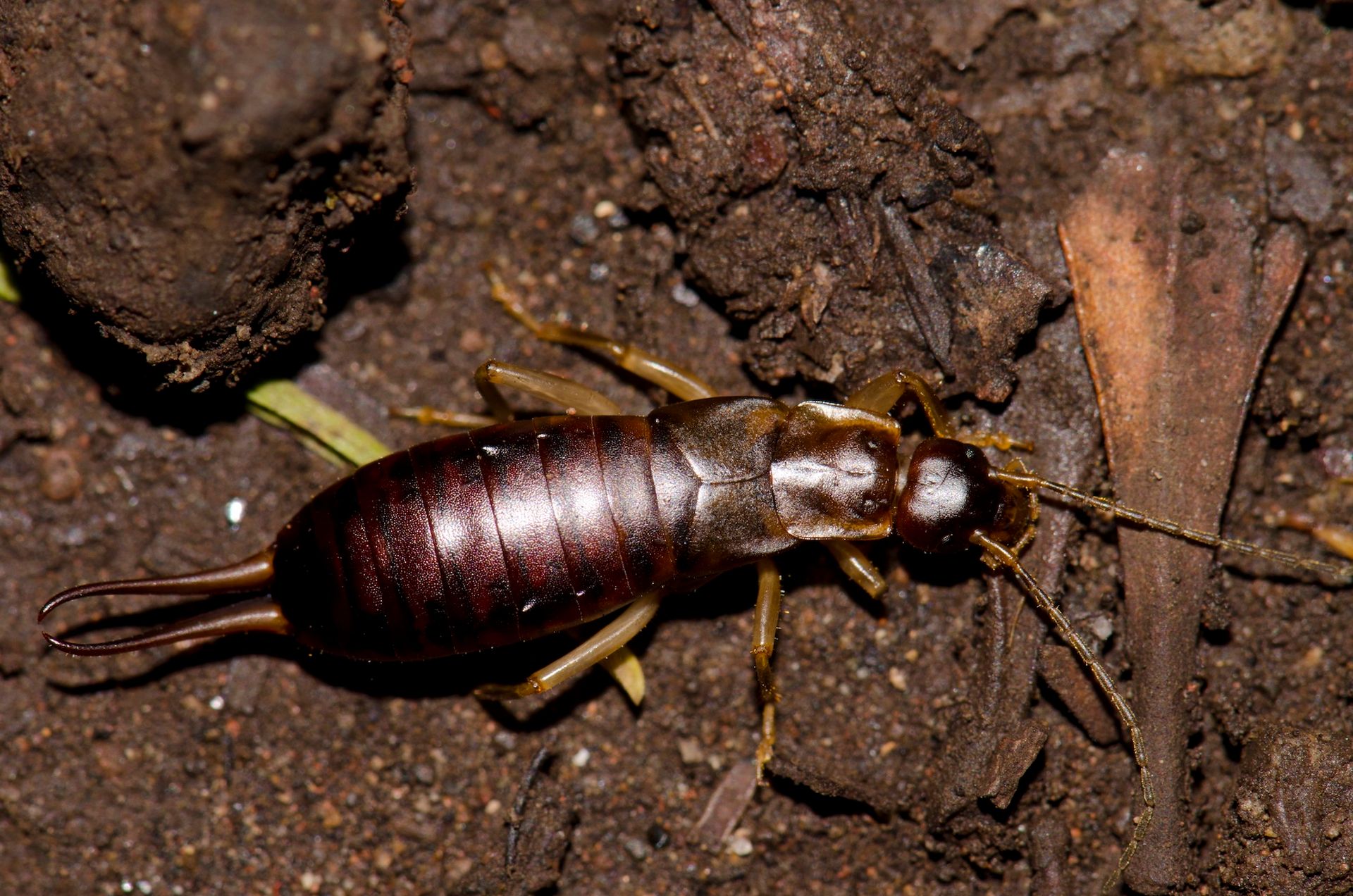 Large dark brown cricket on soil, with long antennae and yellow legs.