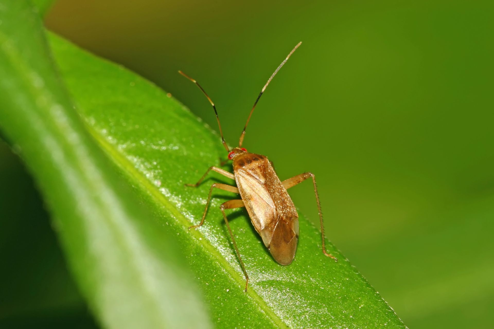 Small brown insect on a bright green leaf, close-up view