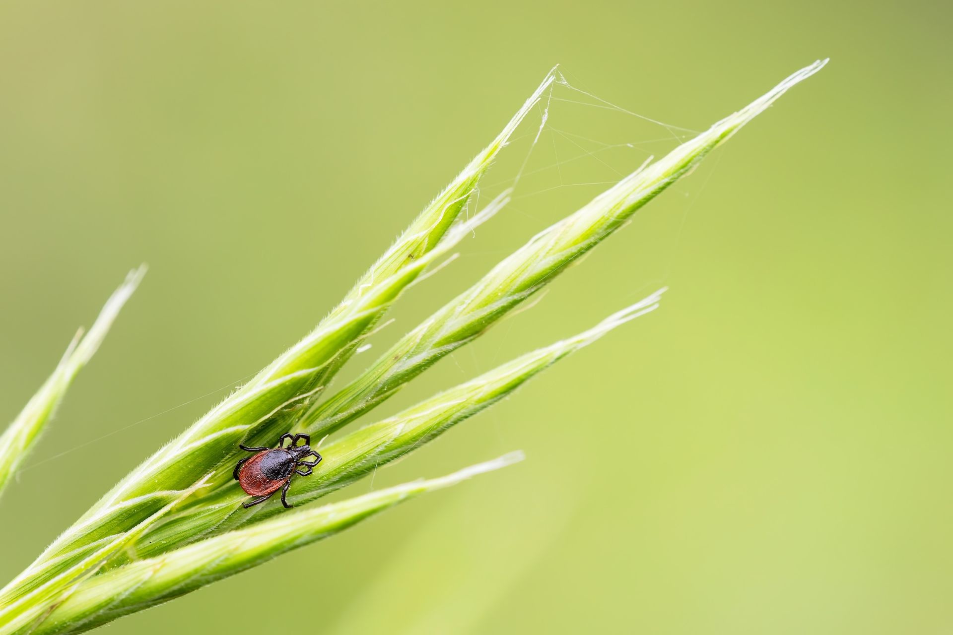 Tiny red beetle on a green grass blade against a soft blurred background