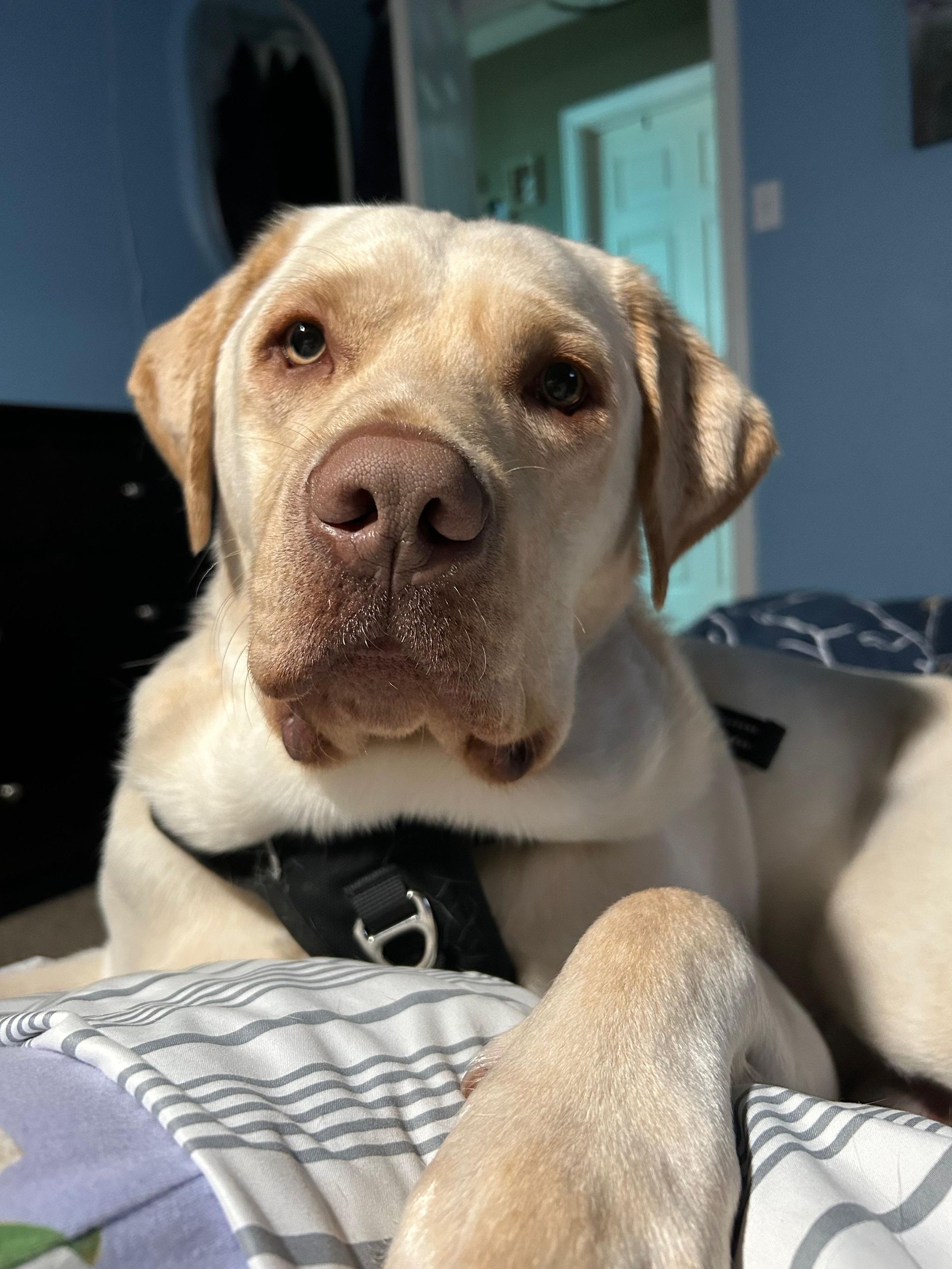 Yellow lab with a brown nose and sad eyes is lying on a bed, wearing a black harness.