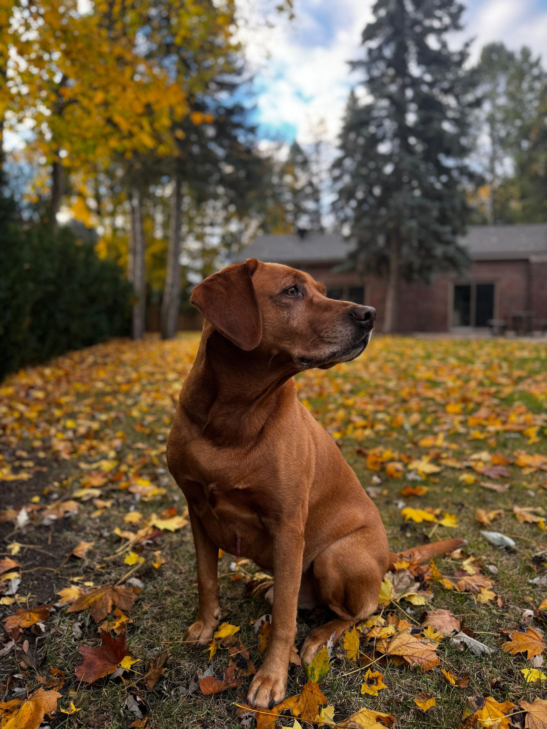 Brown dog sits in a yard covered in fall leaves, looking to the side; trees and a building are in the background.