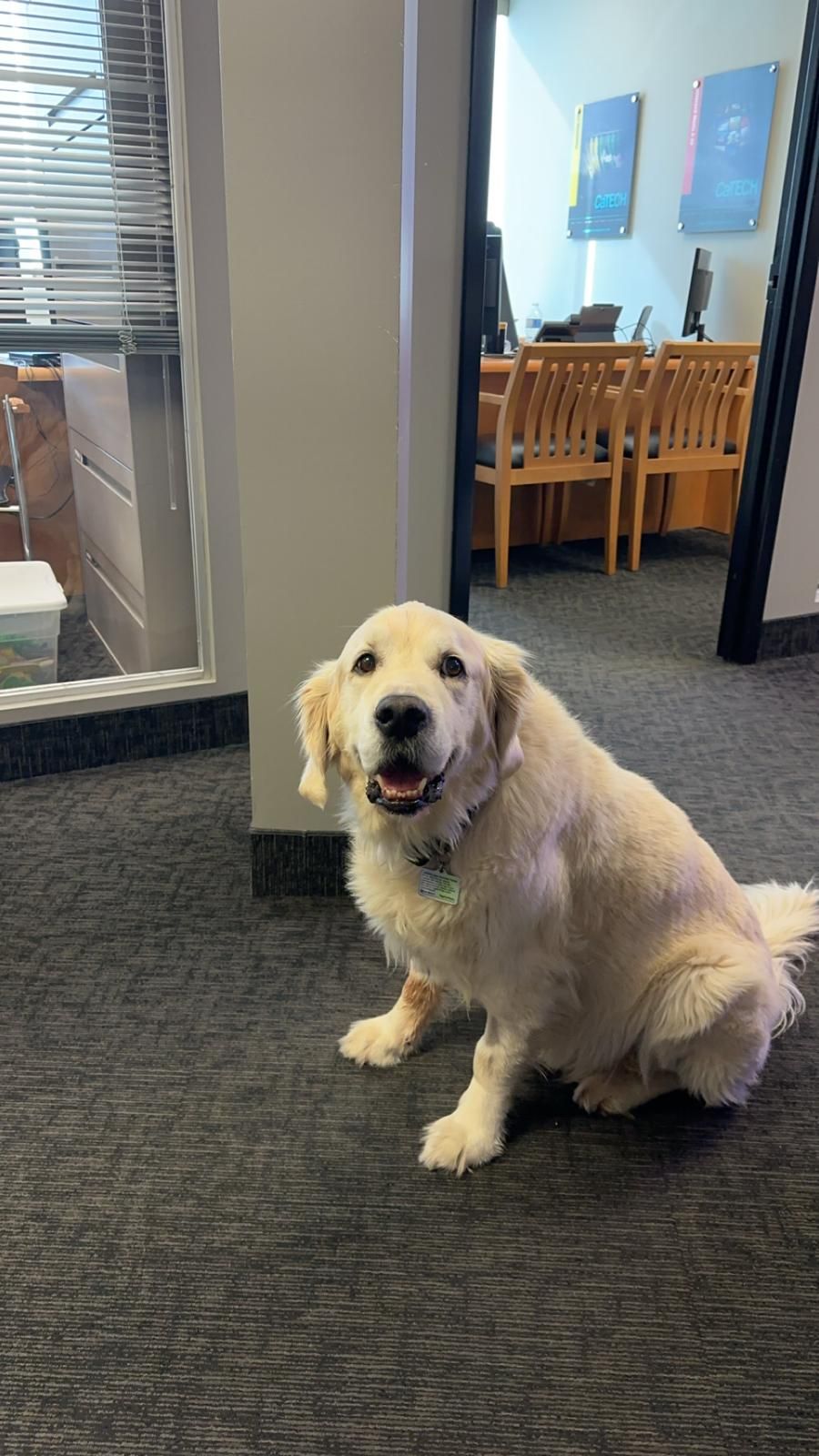 Golden retriever sits in a building with a happy expression, facing the camera.