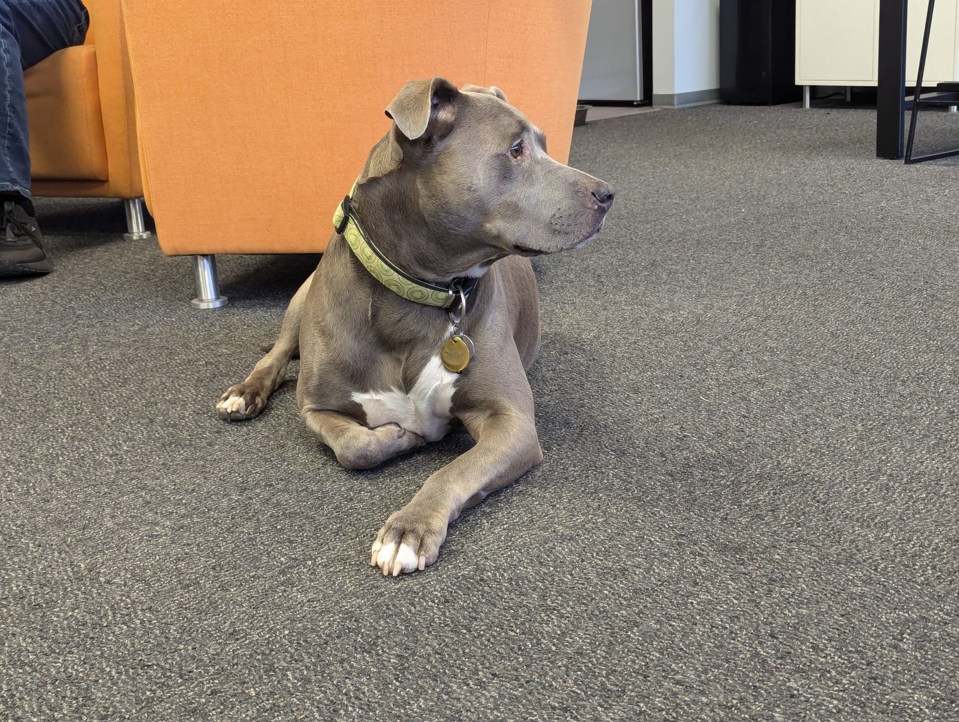 Gray pit bull dog wearing a collar, laying on carpet in an office. Dog looks to the right.