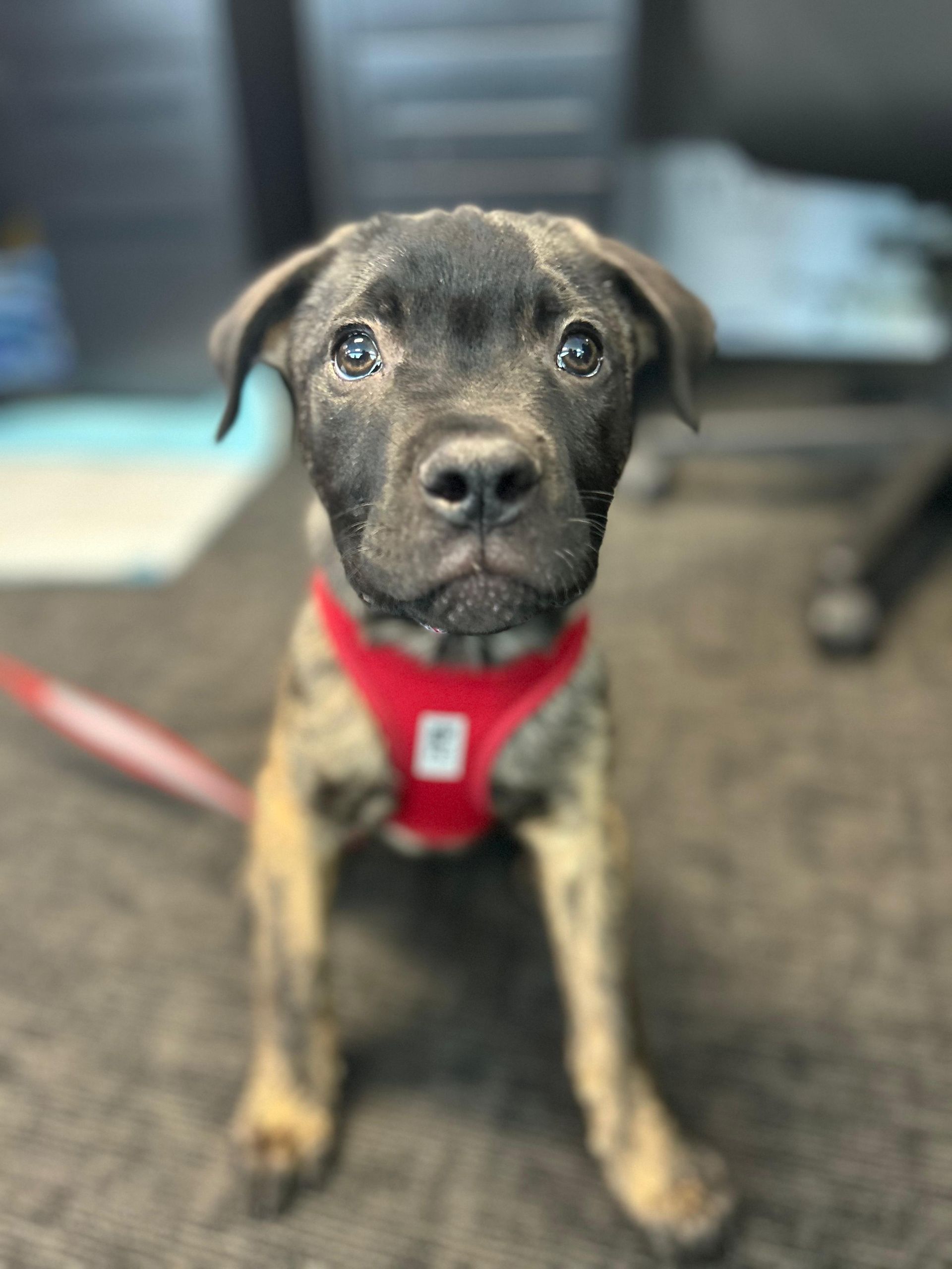 Puppy with brindle coat and red harness, sits looking forward.