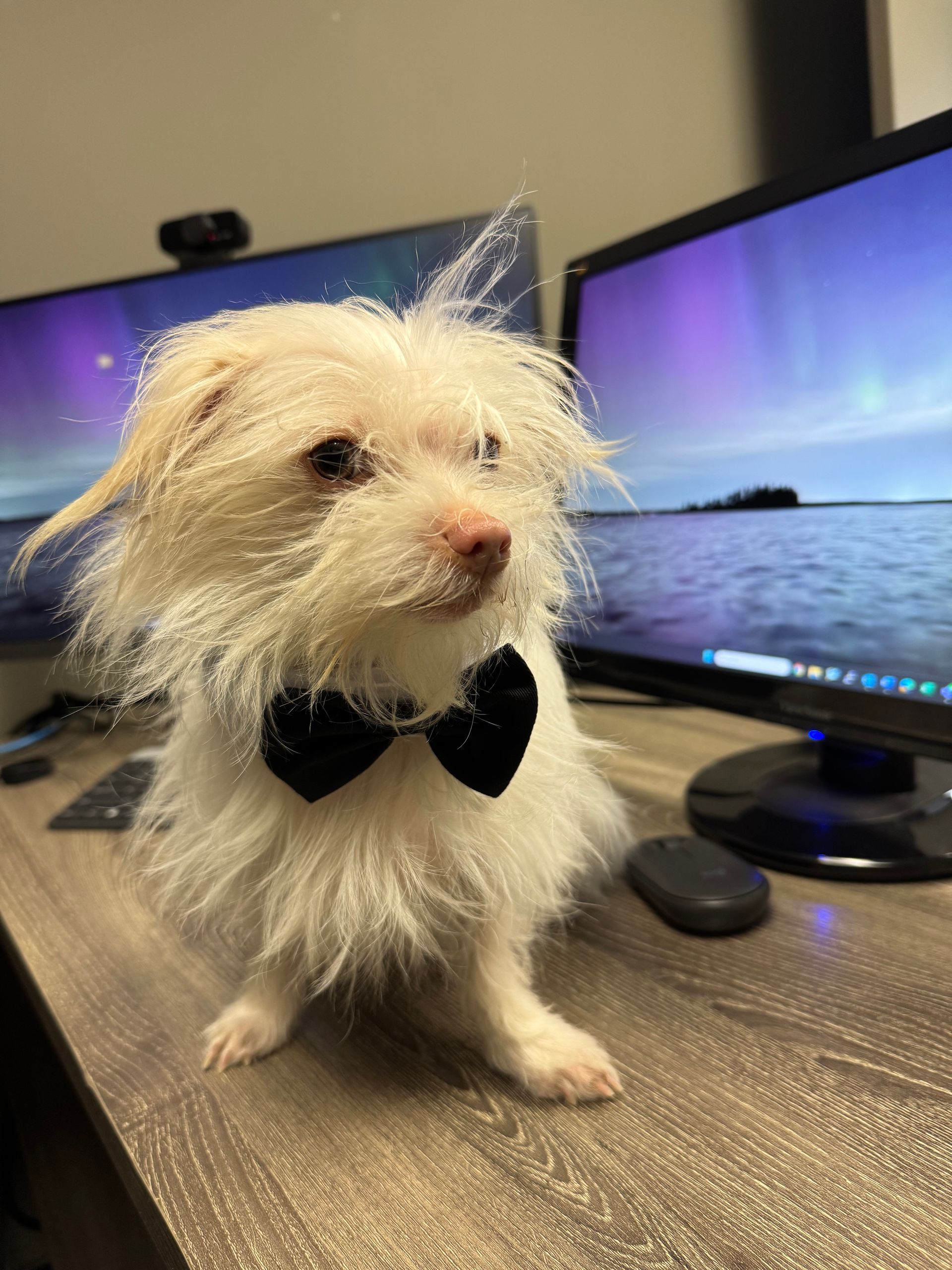 White dog wearing a black bow tie sits on a desk with two computer monitors in the background.
