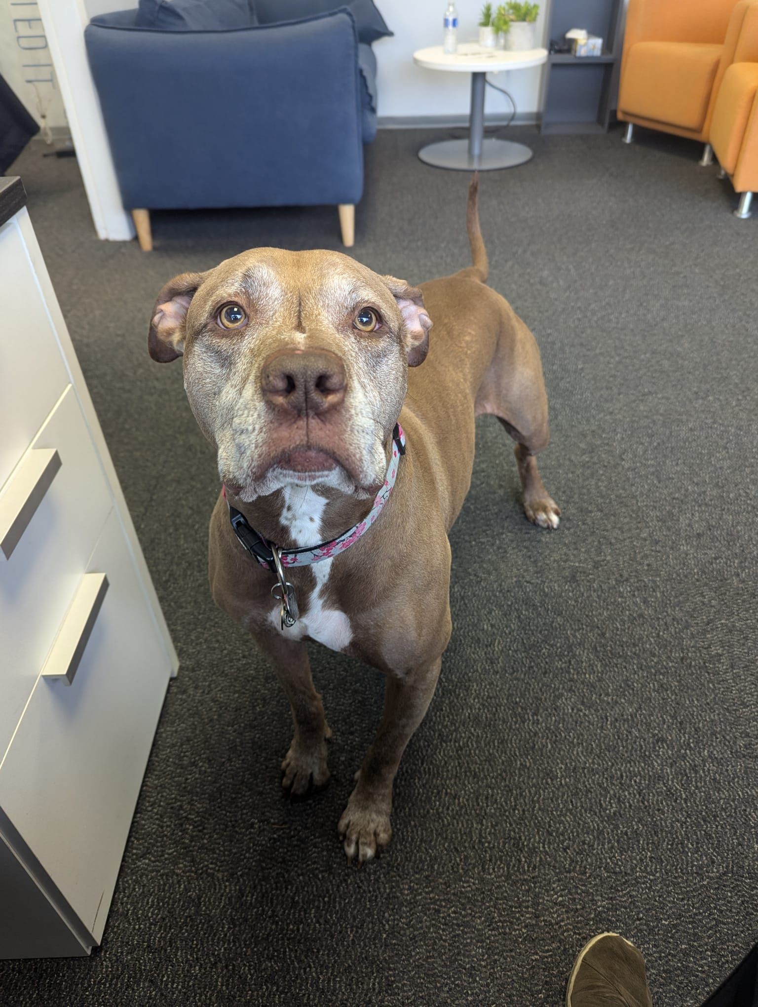 Brown pit bull standing indoors, looking upwards with a hopeful expression.