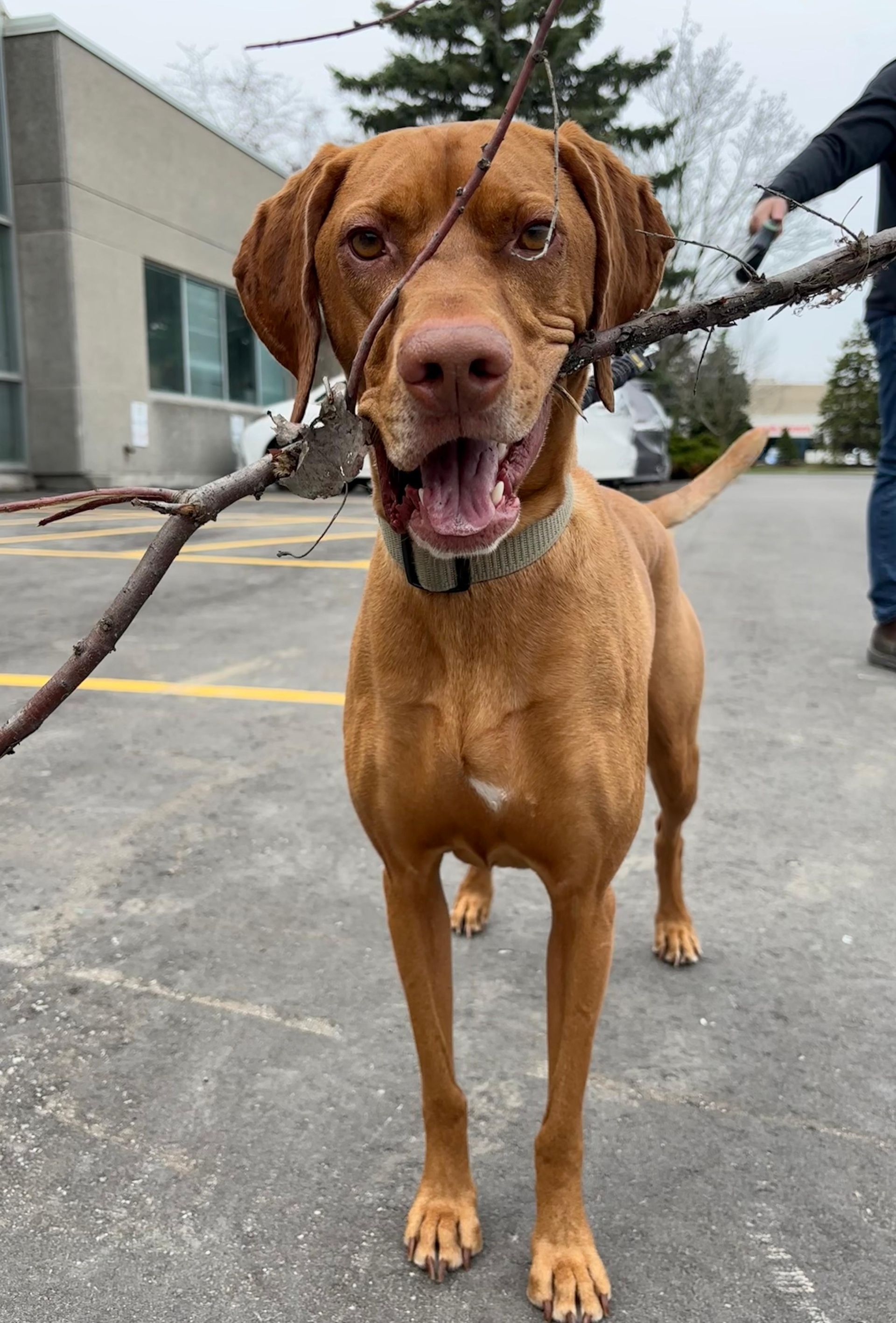 Brown Vizsla dog with stick in mouth, standing on pavement, happy expression.