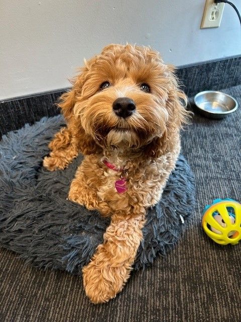 A golden-brown Goldendoodle puppy resting on a gray dog bed, looking up.