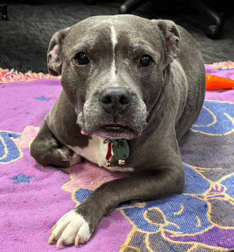 Gray pit bull lying on purple blanket, looking forward, wearing a collar.
