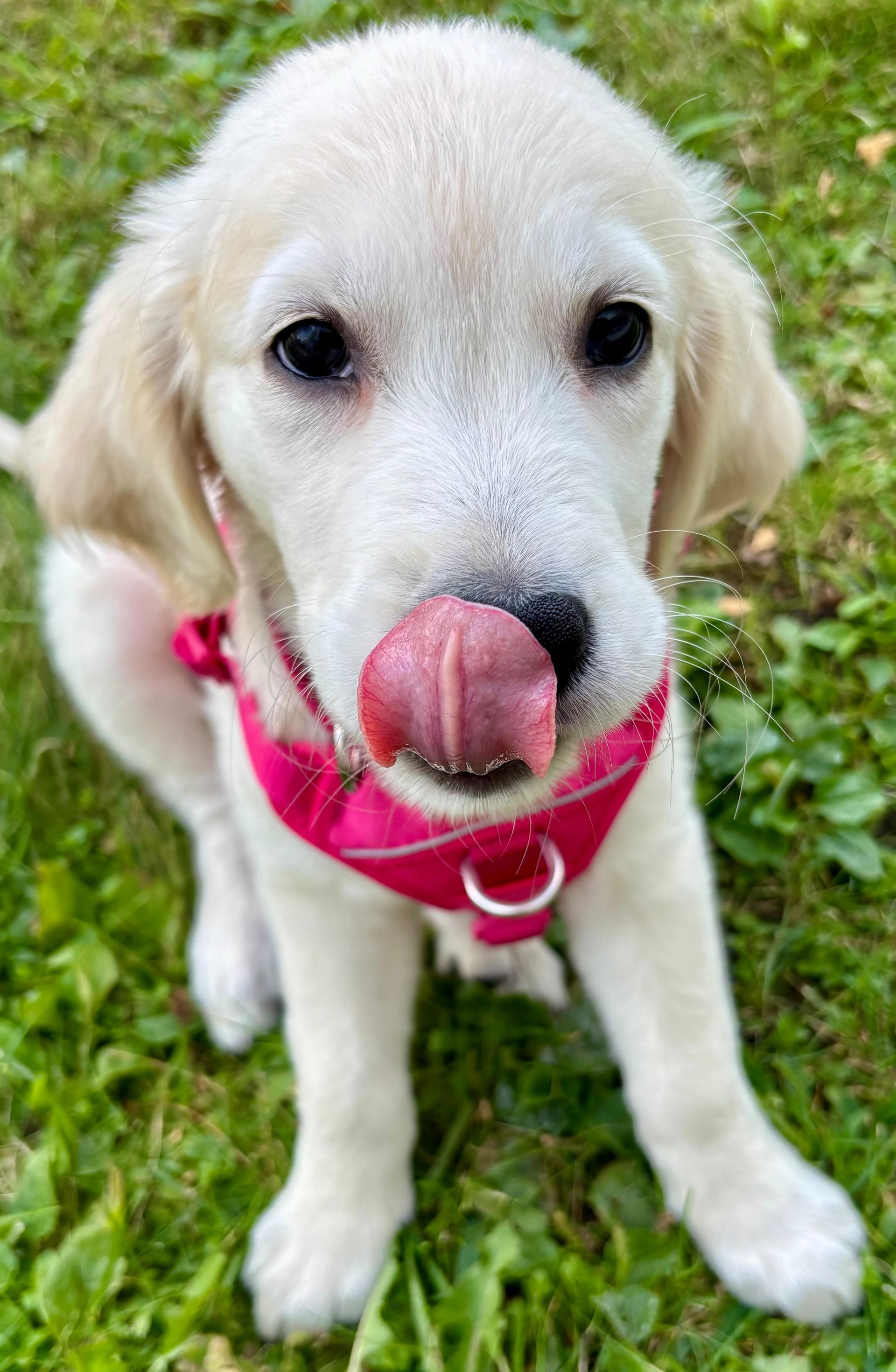 White puppy with pink harness licking its nose, sitting on green grass.