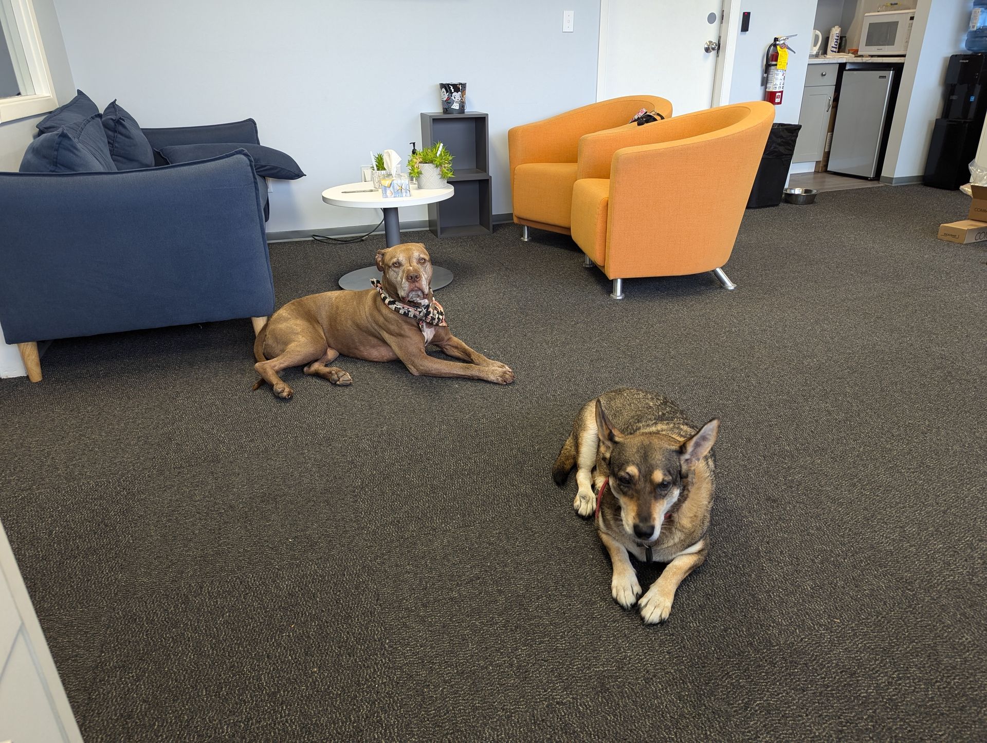 Two dogs resting on a dark carpet in an office with seating, table, and other furniture.