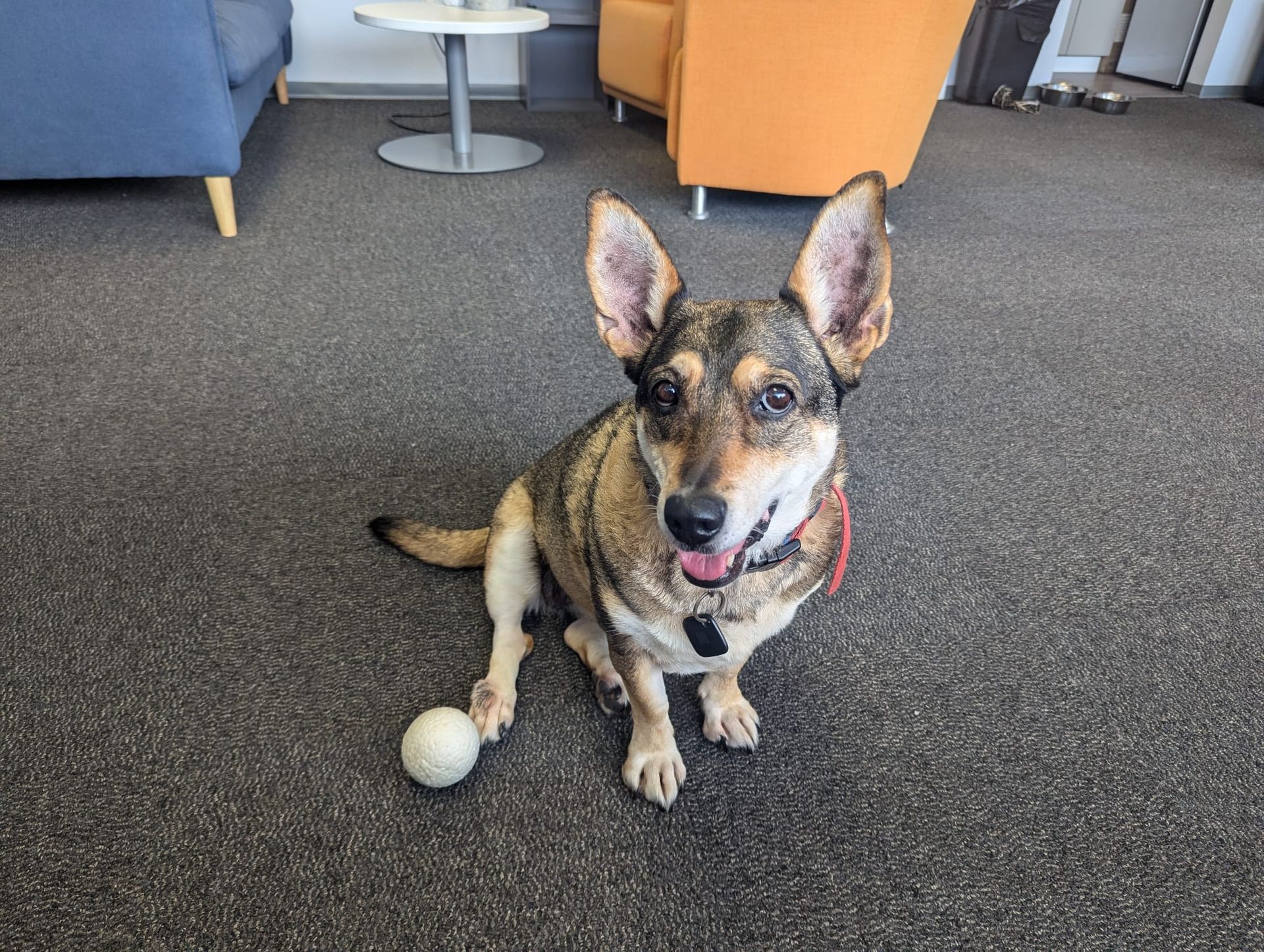 Dog with tan and brown fur sits on a gray carpet next to a white ball, panting.