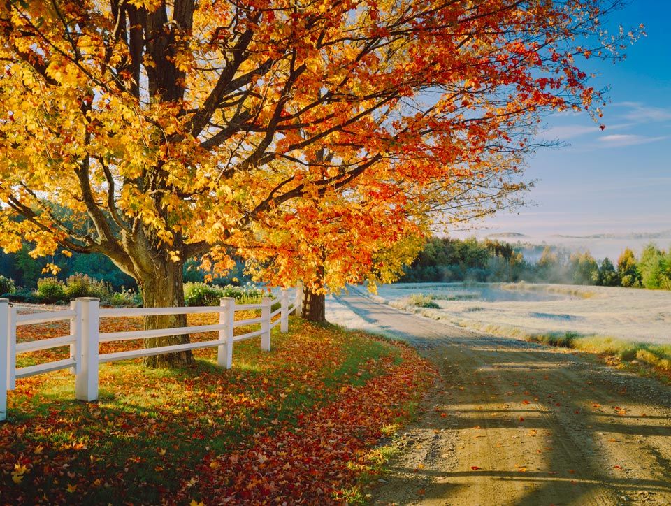 Maple Tree | Riverton, UT | Discount Tree & Landscape Co.