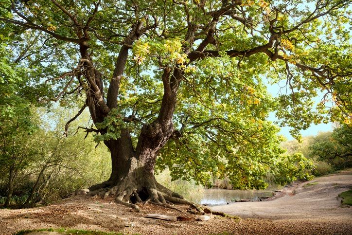 Healthy Big Tree | Riverton, UT | Discount Tree & Landscape Co.