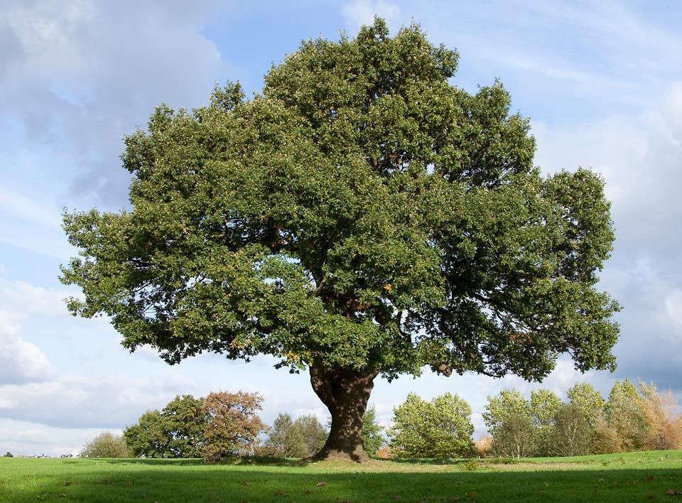Big Tree | Riverton, UT | Discount Tree & Landscape Co.