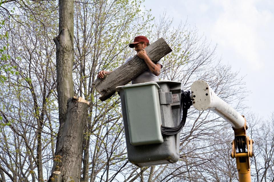 Tree Top Cutting | Riverton, UT | Discount Tree & Landscape Co.