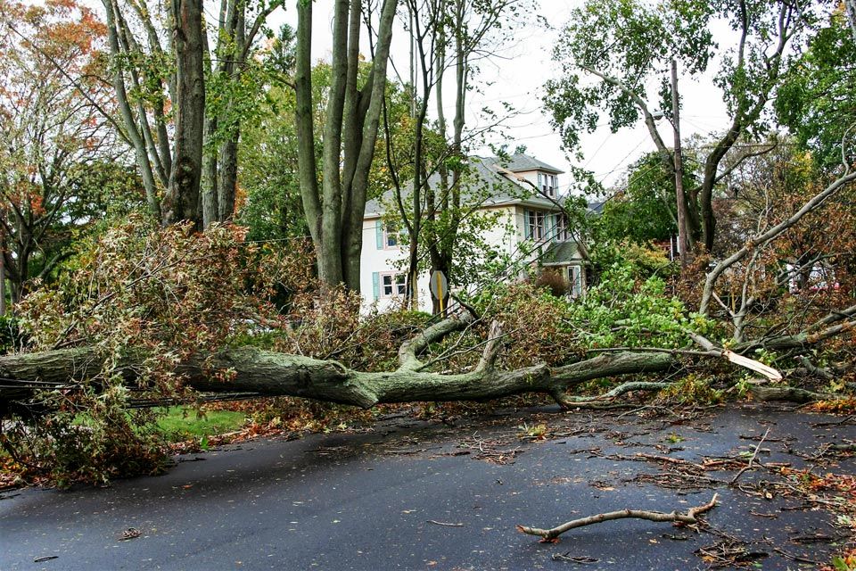 Storm Damaged Trees | Riverton, UT | Discount Tree & Landscape Co.