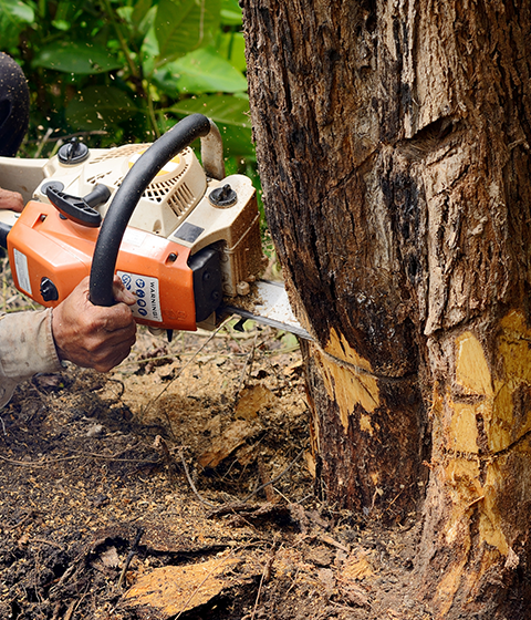 Man with Chainsaw Cutting the Tree | Riverton, UT | Discount Tree & Landscape Co. Man with Chainsaw Cutting the Tree | Riverton, UT | Discount Tree & Landscape Co.