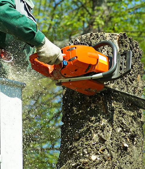 Tree Cutting Services | Riverton, UT | Discount Tree & Landscape Co. Tree Cutting Services | Riverton, UT | Discount Tree & Landscape Co.