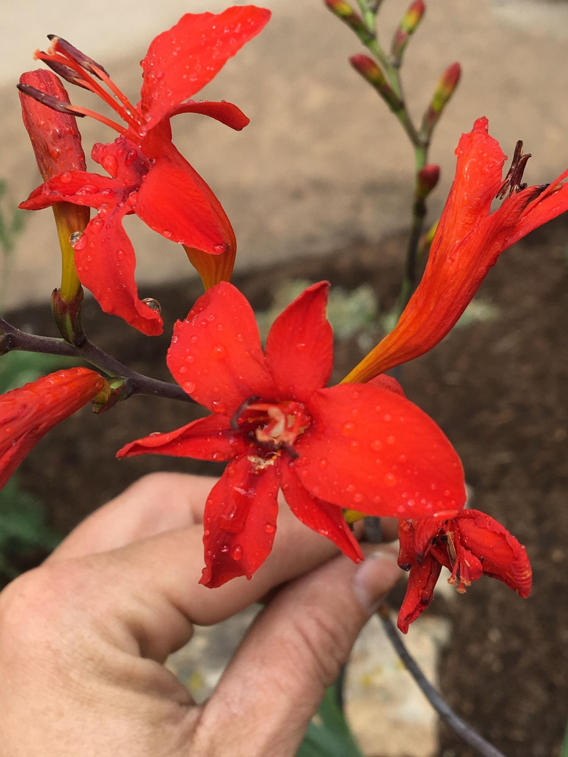 Hand holding bright red flowers with long petals and green stems outdoors