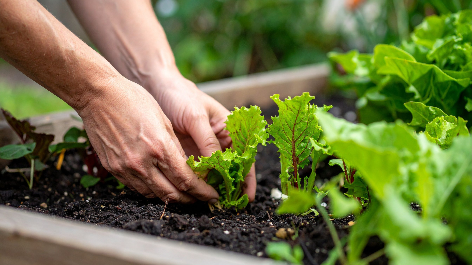 Hands planting lettuce seedlings in a raised garden bed outdoors