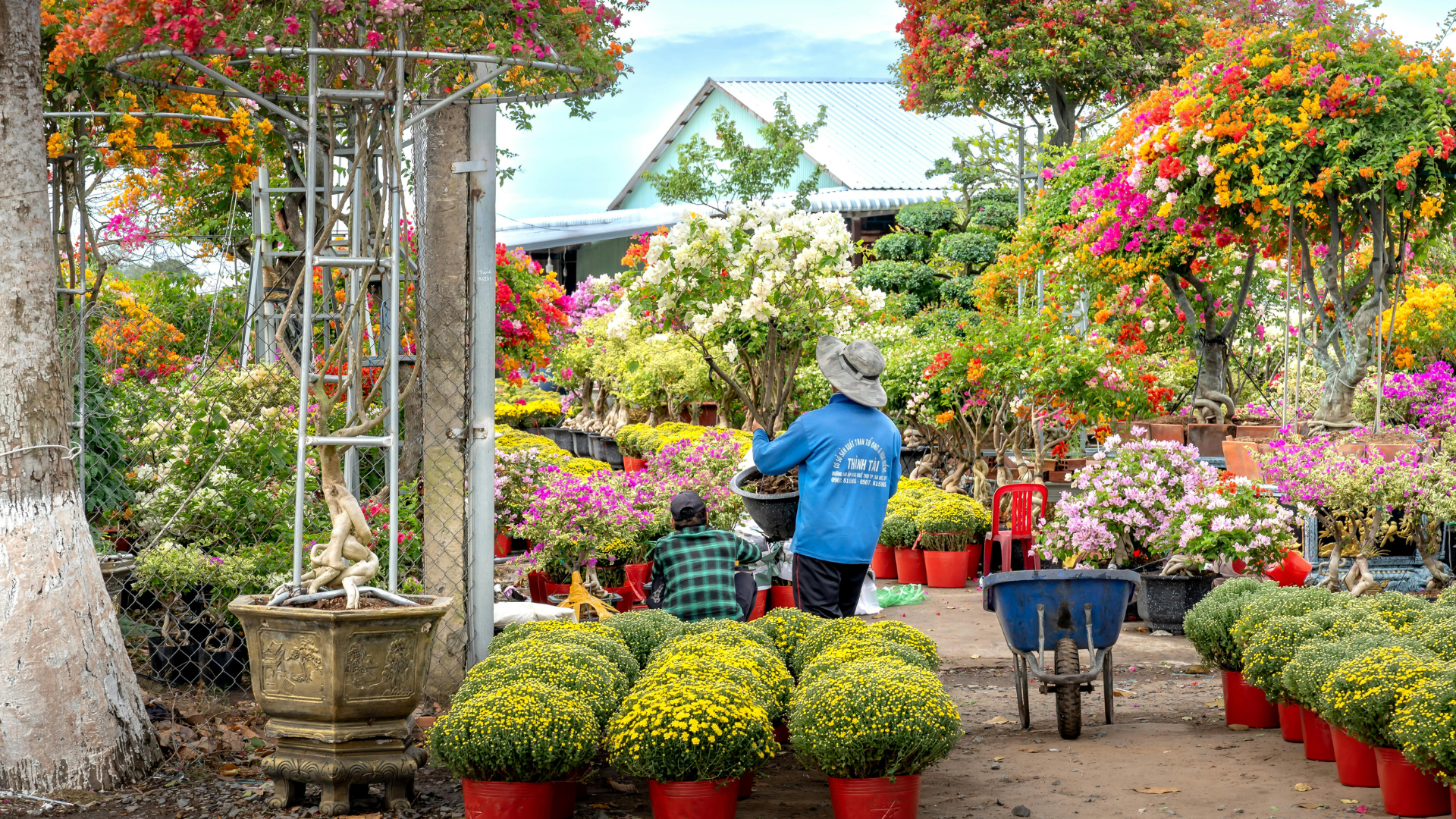 Colorful garden center with rows of flowering plants and a person in a blue shirt browsing.