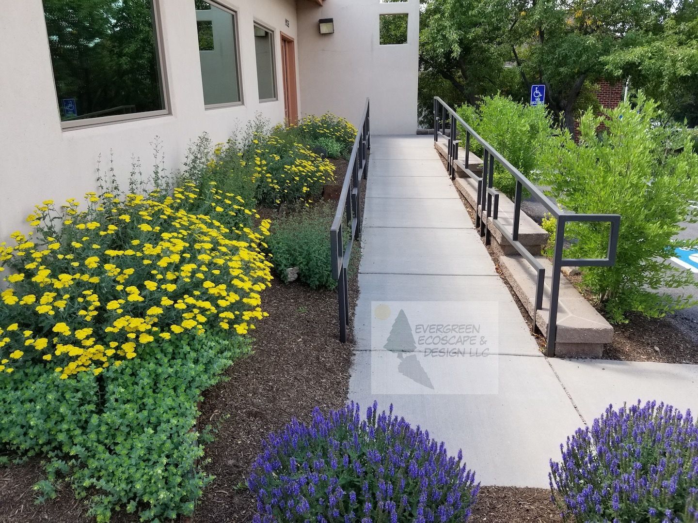 Accessible garden path beside a white building, lined with yellow and purple flowers and green shrubs.