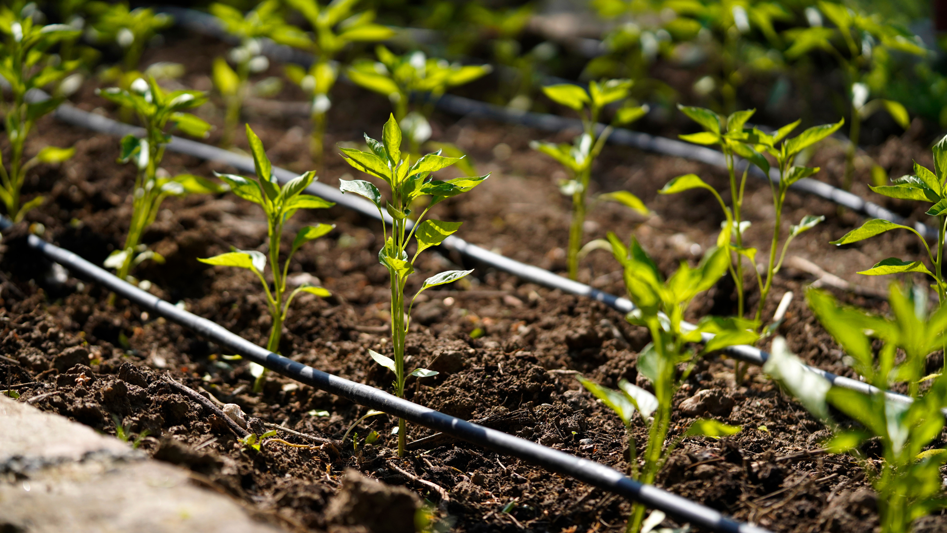 efficient irrigation for residential landscaping