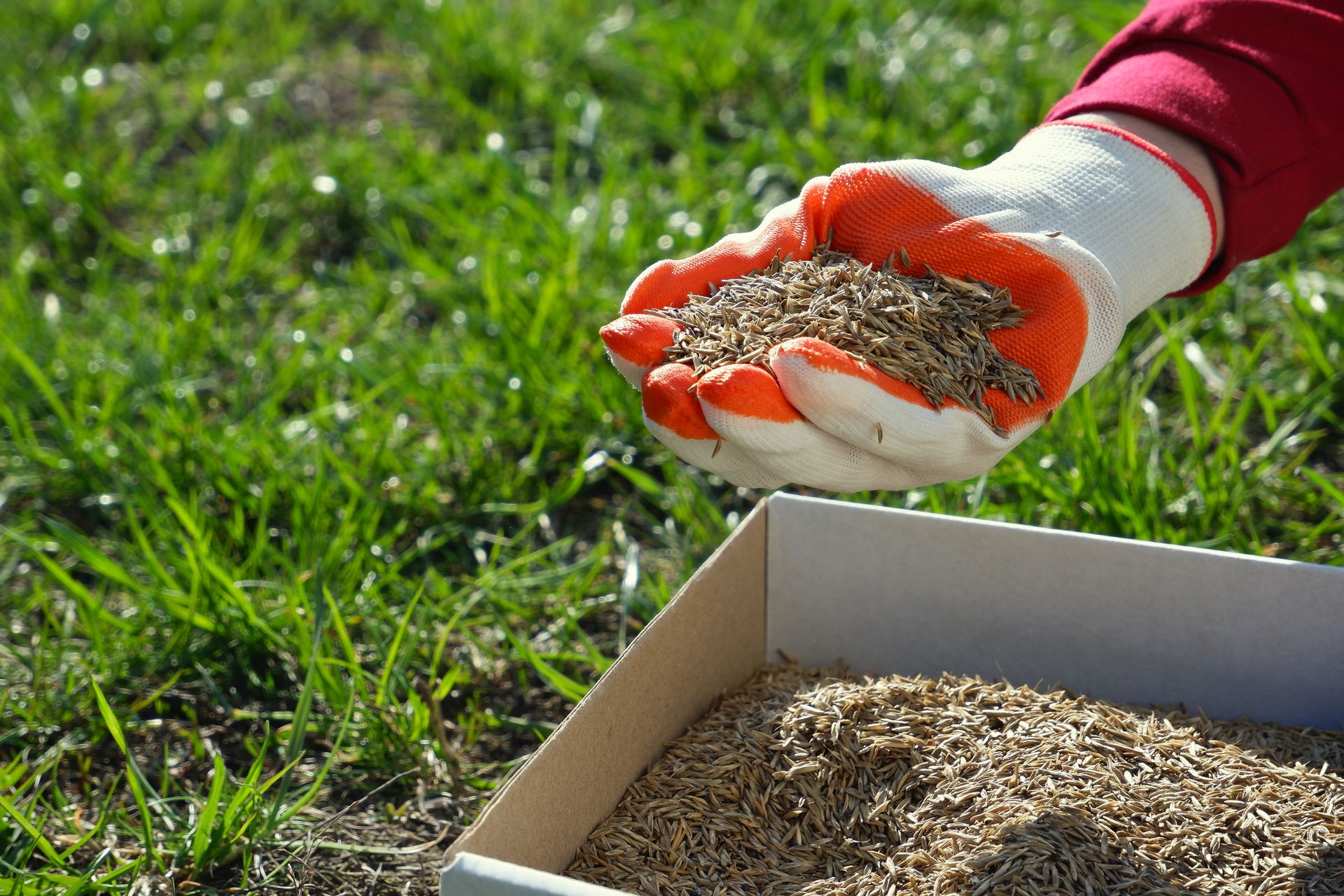 A gloved hand holds a handful of grass seeds over a box of seeds in a grassy field.