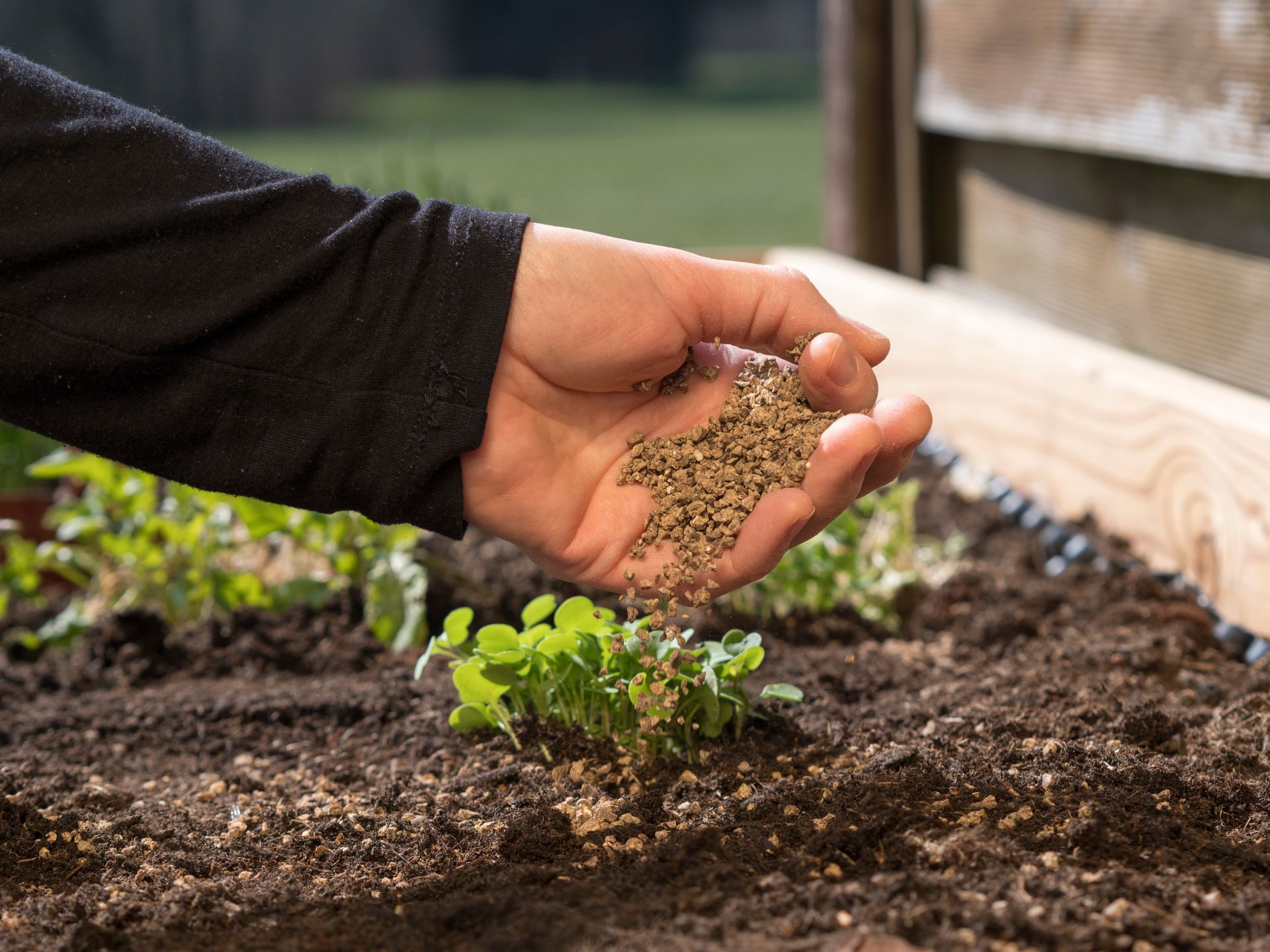 A hand sprinkles seeds over dark soil in a garden bed near a wooden frame.