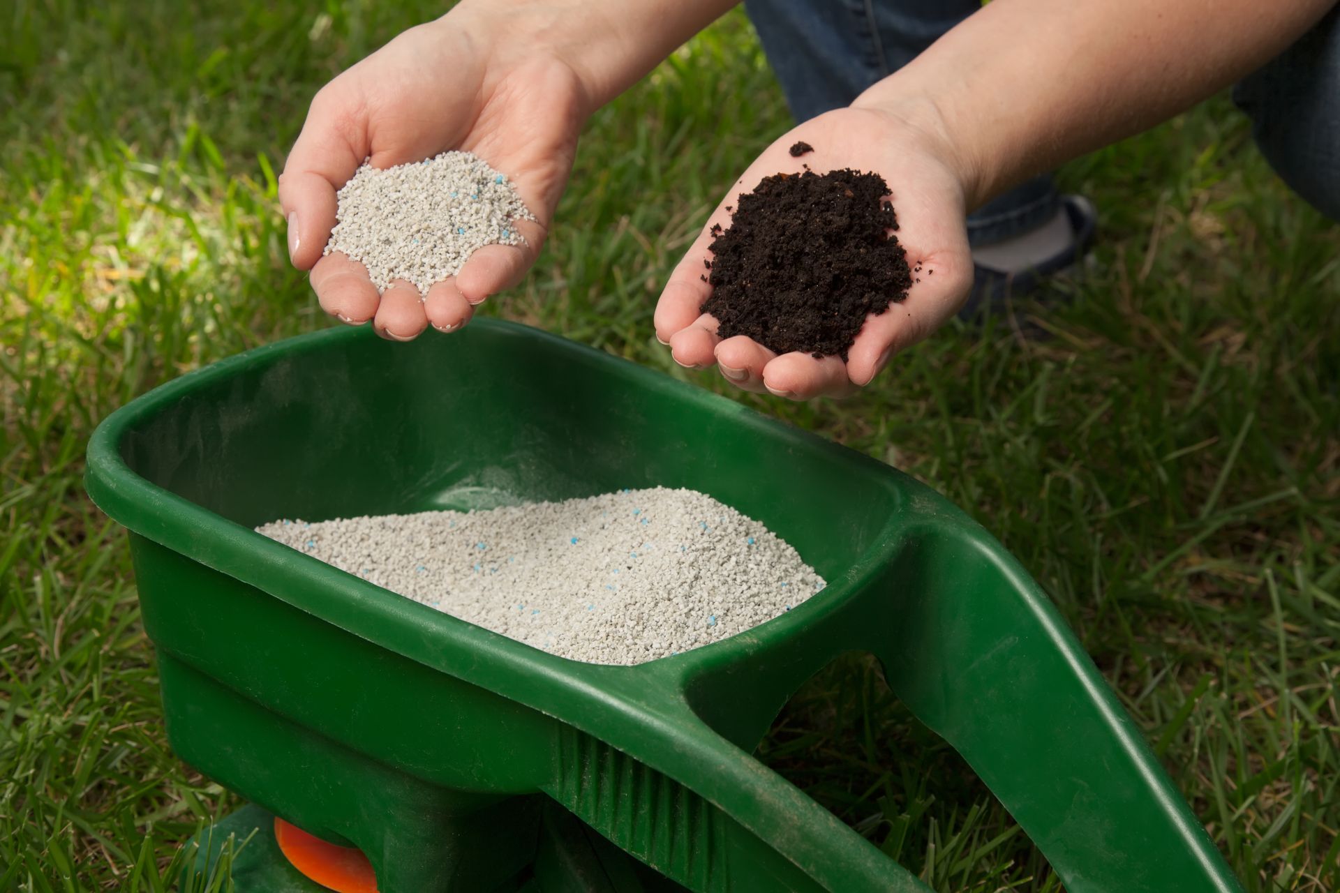 Hands holding white fertilizer granules and dark soil above a green garden spreader filled with granules on a lawn.