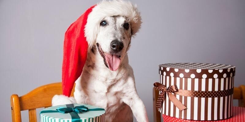 gift ideas for pets