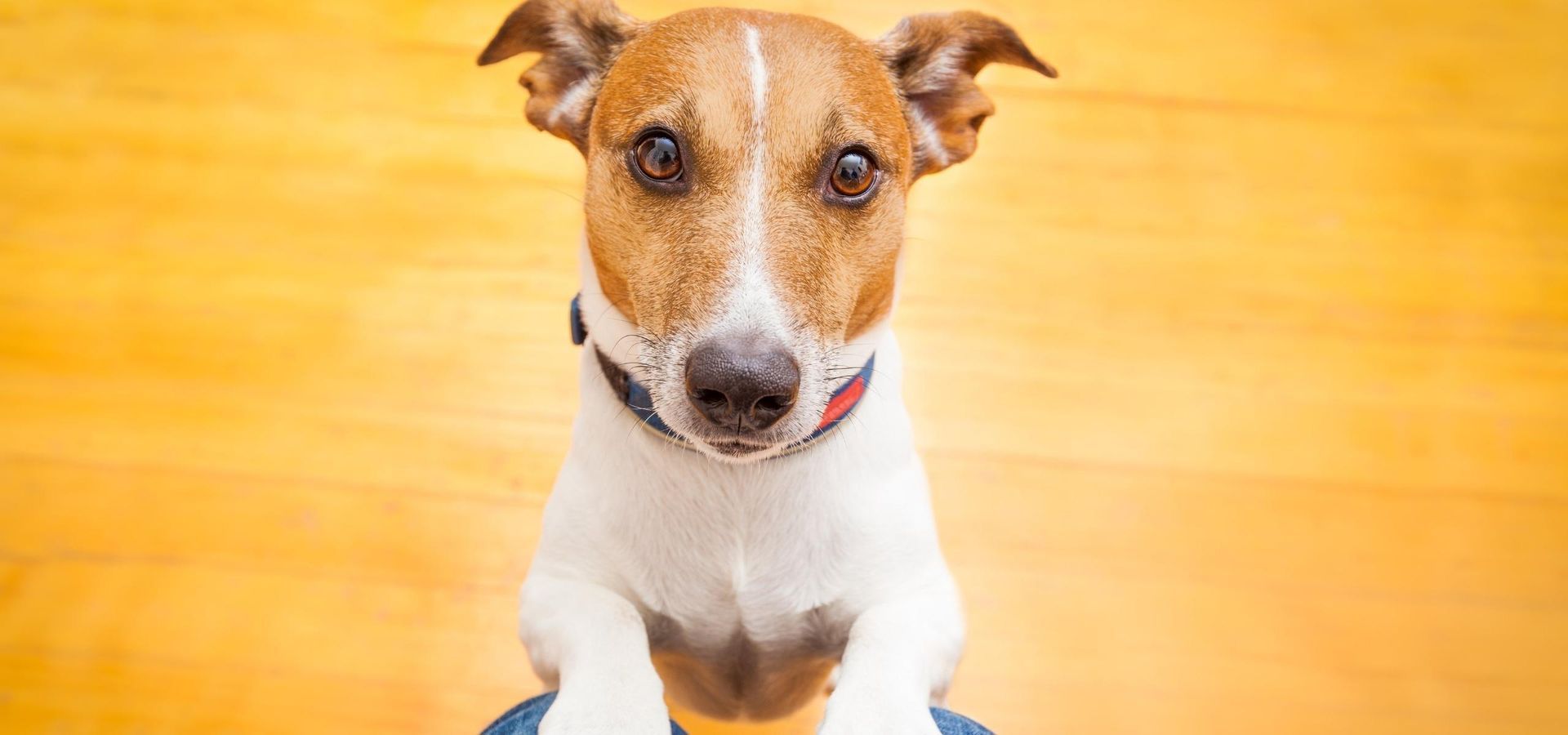 help your dog stop begging