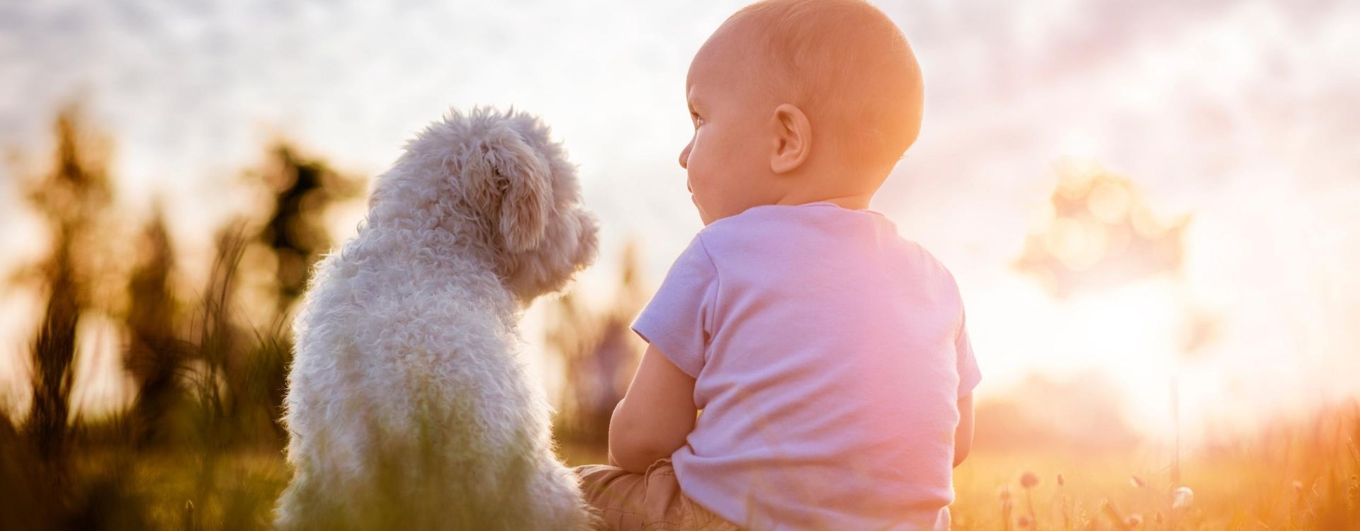 introducing babies to pets