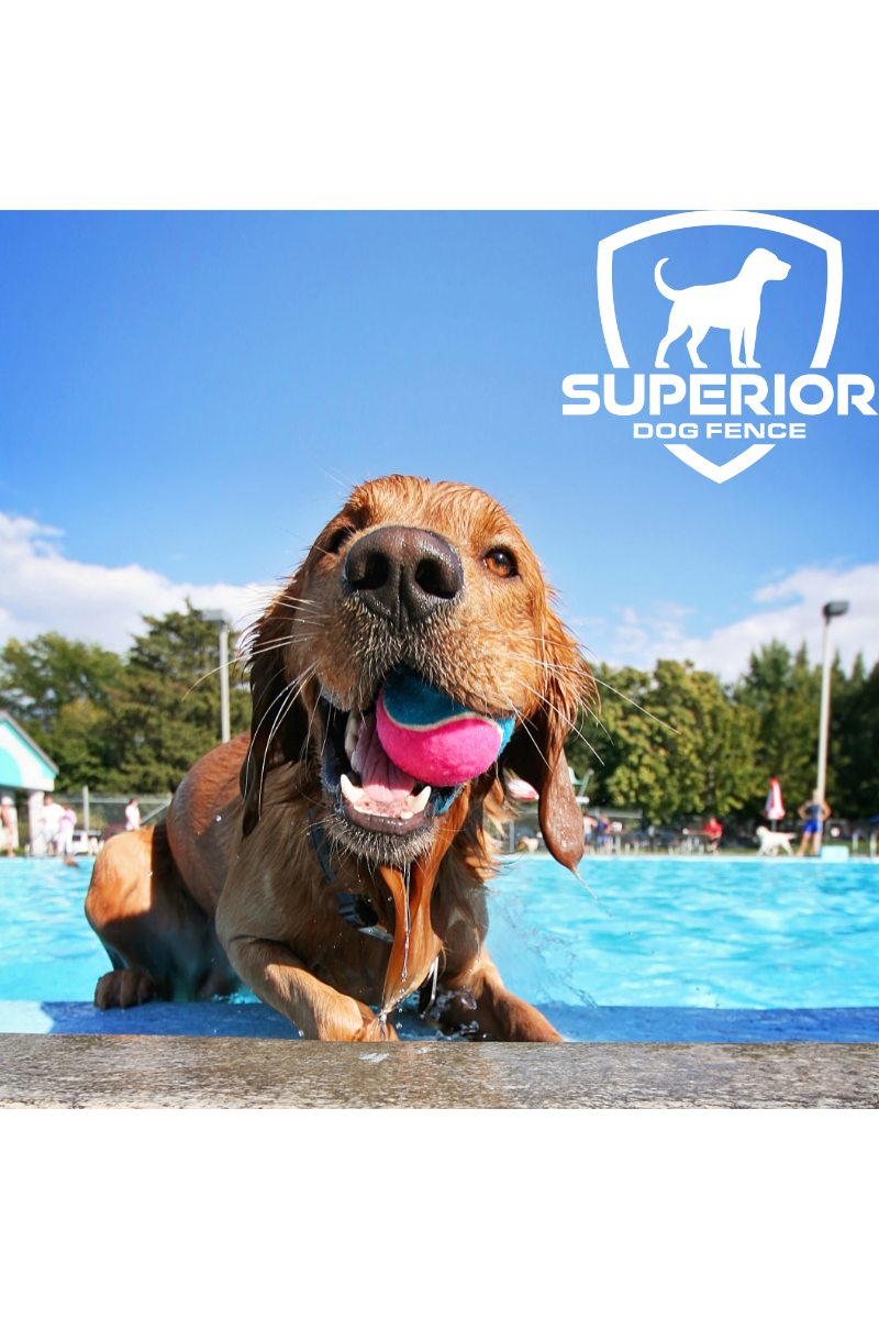 A dog is playing with a ball in a pool.