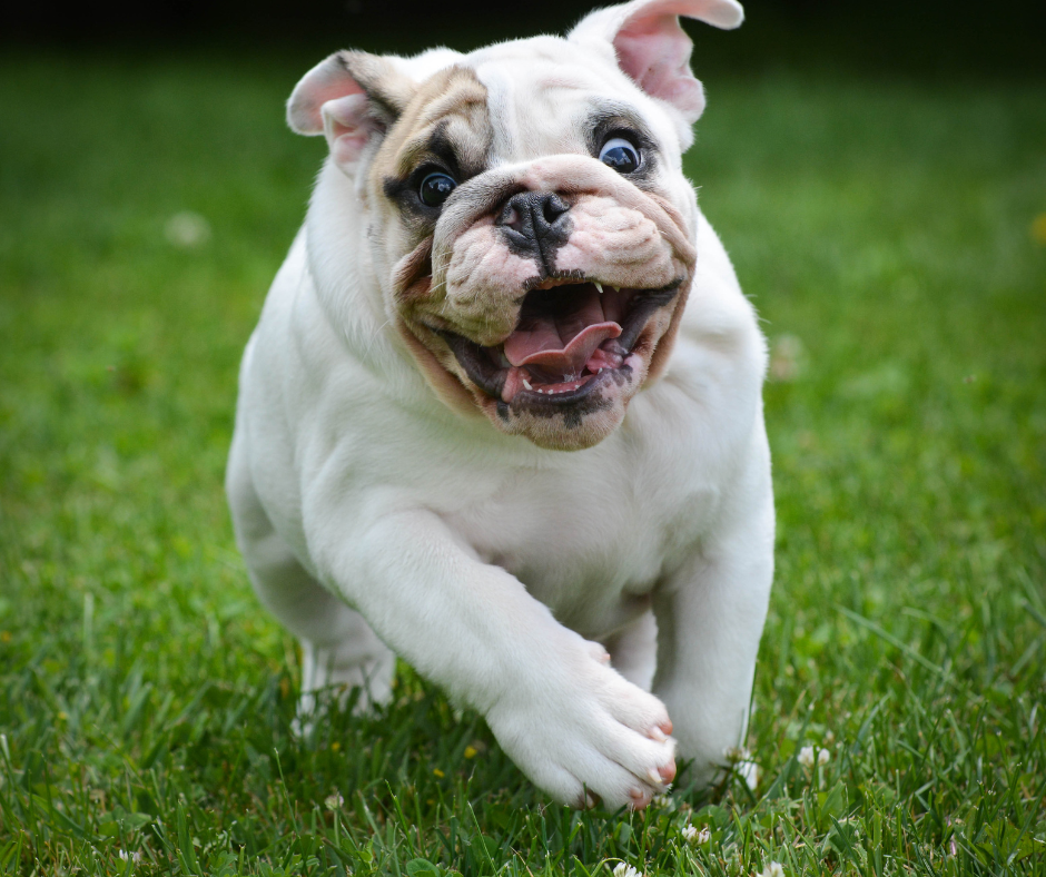 Dog Roaming in Yard