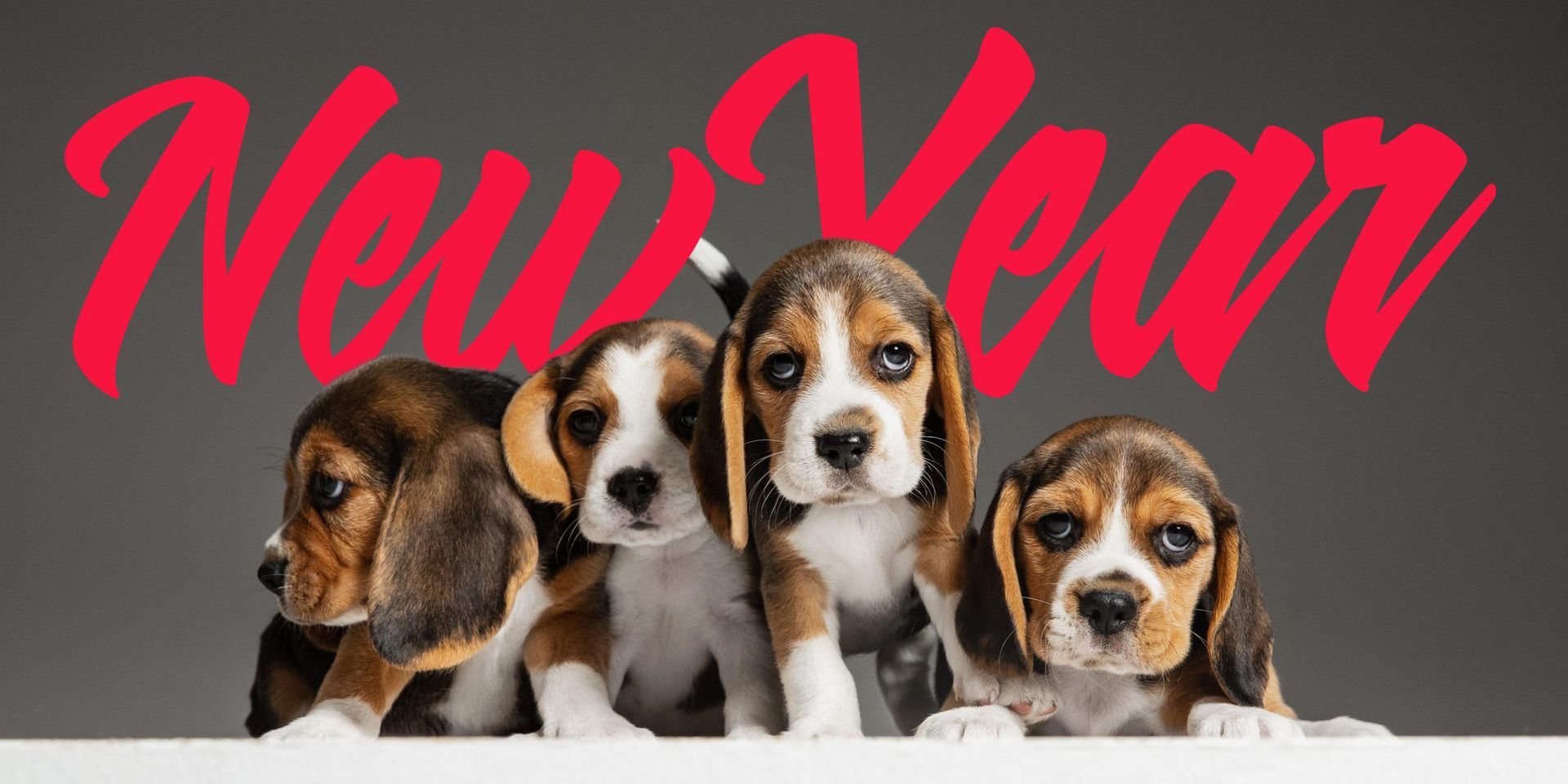 new years resolutions for pets