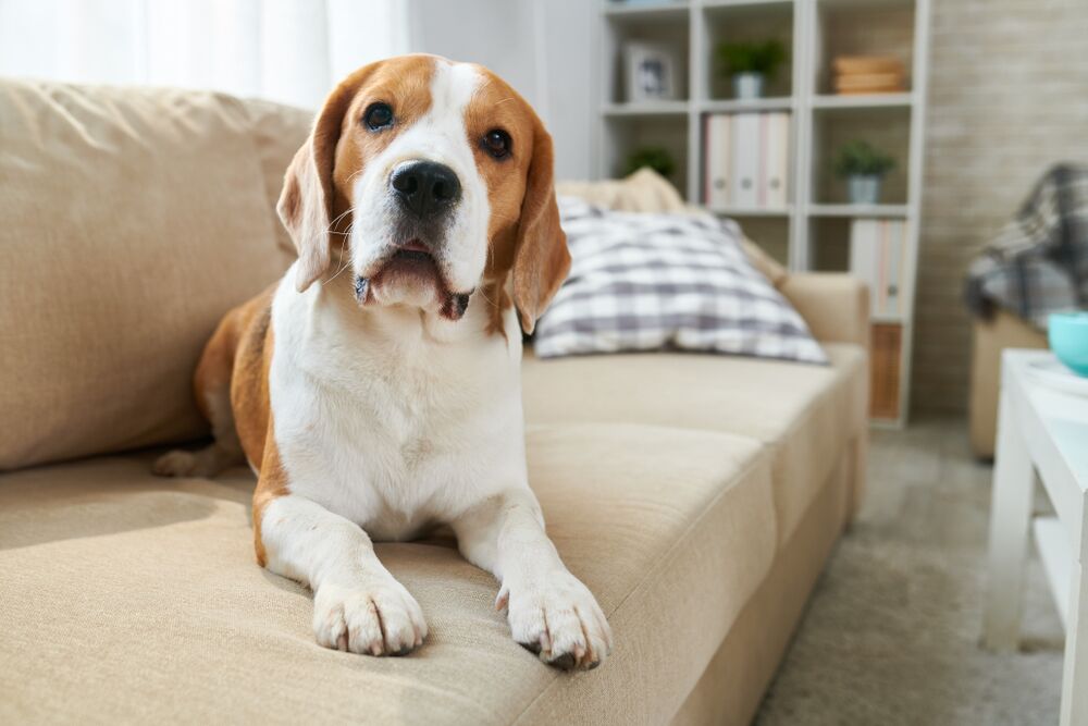 common dog diseases