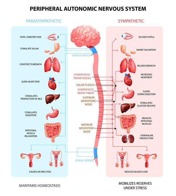 Autonomic Nervous System - Sympathetic vs Parasympathetic