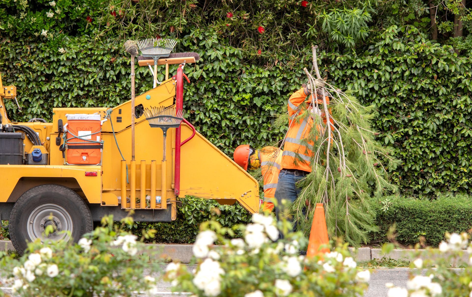 A man using a tree trimmer to prune branches from a large tree in a garden setting A man using a tree trimmer to prune branches from a large tree in a garden setting