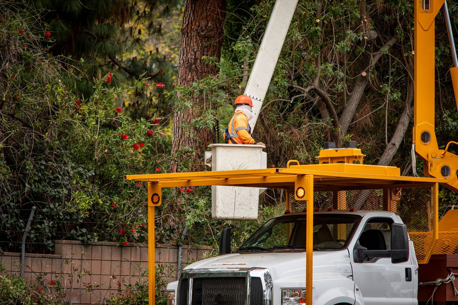 An arborist inside a truck, overlooking the surrounding forested area An arborist inside a truck, overlooking the surrounding forested area