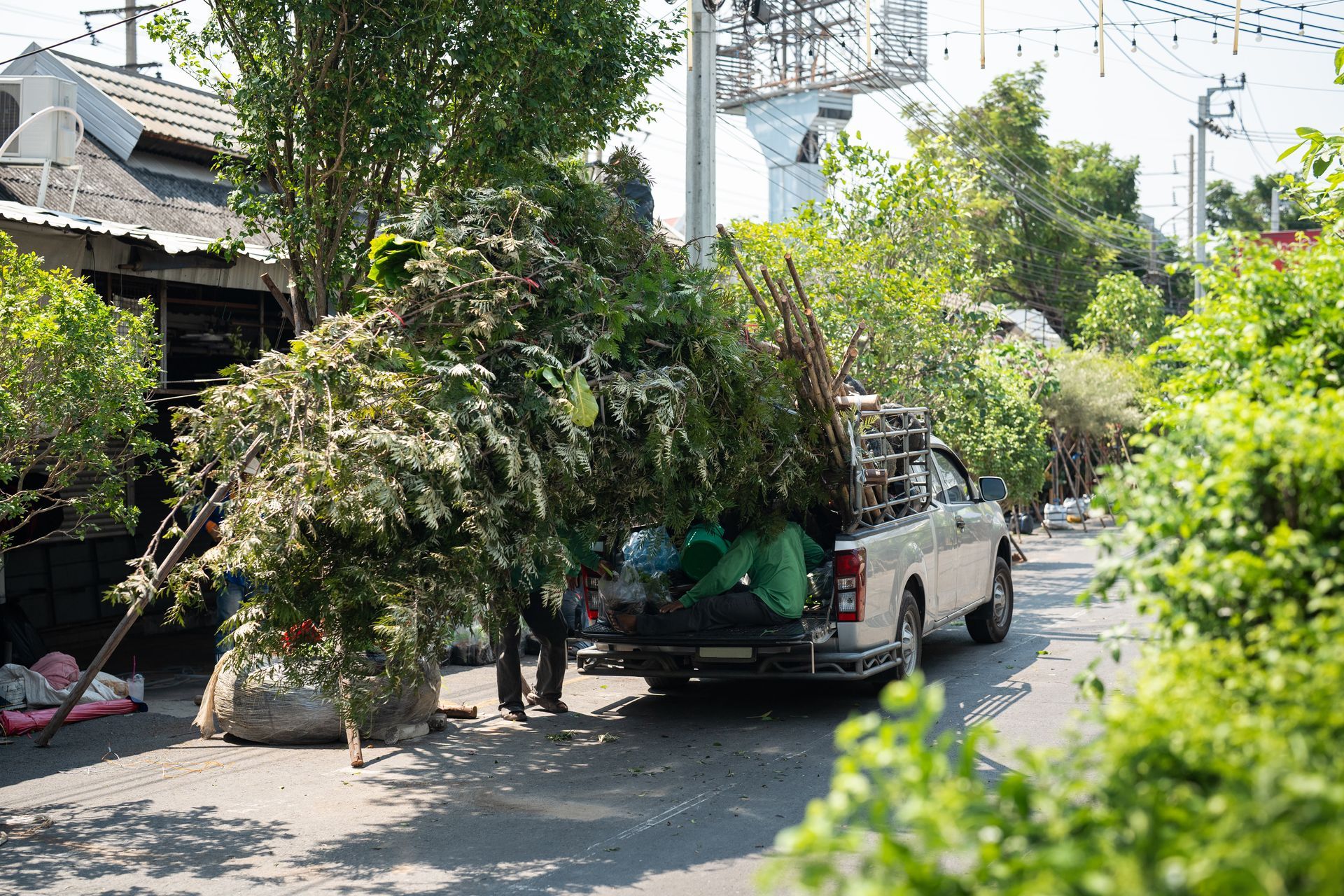 A truck transporting a load of trees on a city street, surrounded by buildings and parked cars A truck transporting a load of trees on a city street, surrounded by buildings and parked cars