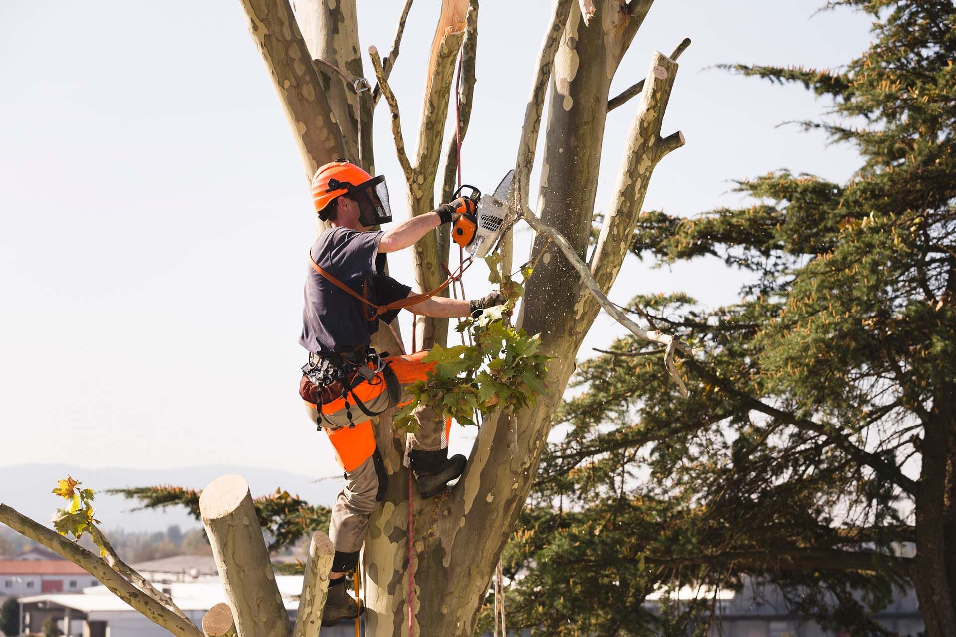 Man sawing top of the tree in Pittsburgh, PS Man sawing top of the tree in Pittsburgh, PS