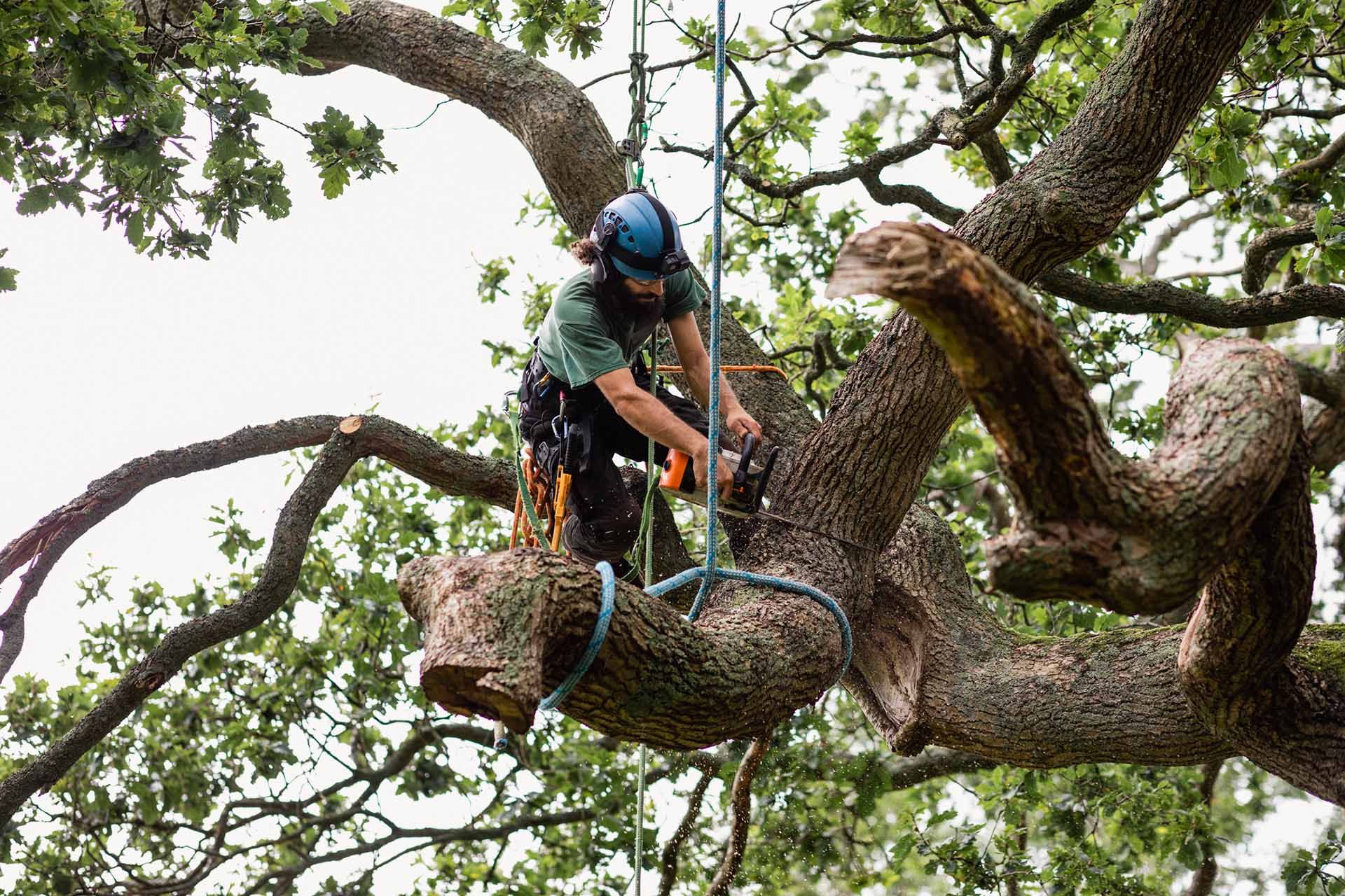 Man sawing tree at height wearing safety clothing in Pittsburgh, PS Man sawing tree at height wearing safety clothing in Pittsburgh, PS