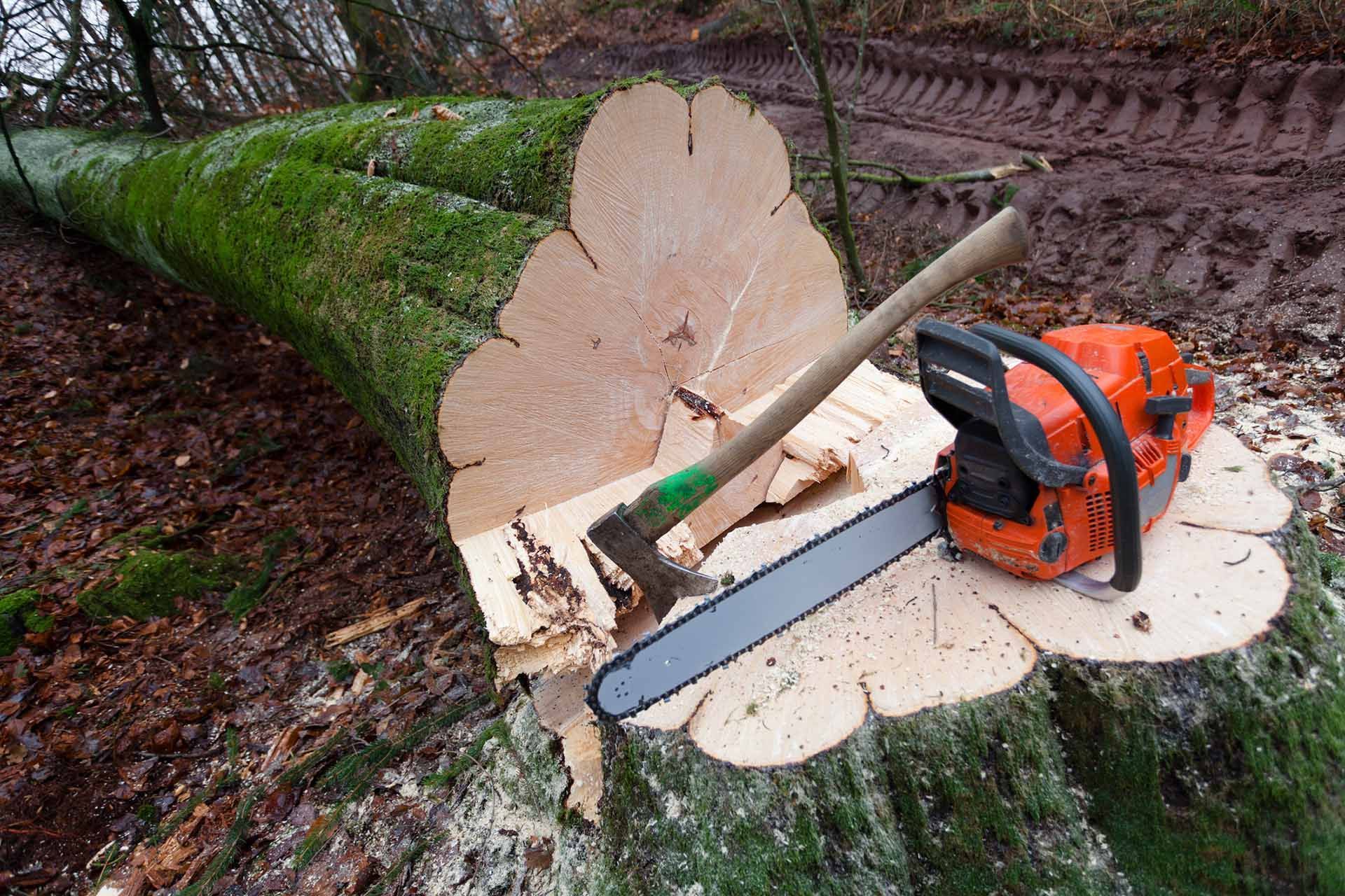Close-up of a cut down tree with a saw and ax on the trunk in Pittsburgh, PS Close-up of a cut down tree with a saw and ax on the trunk in Pittsburgh, PS
