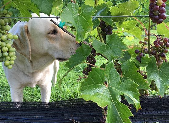 Yellow Labrador sniffing grapes in a vineyard.