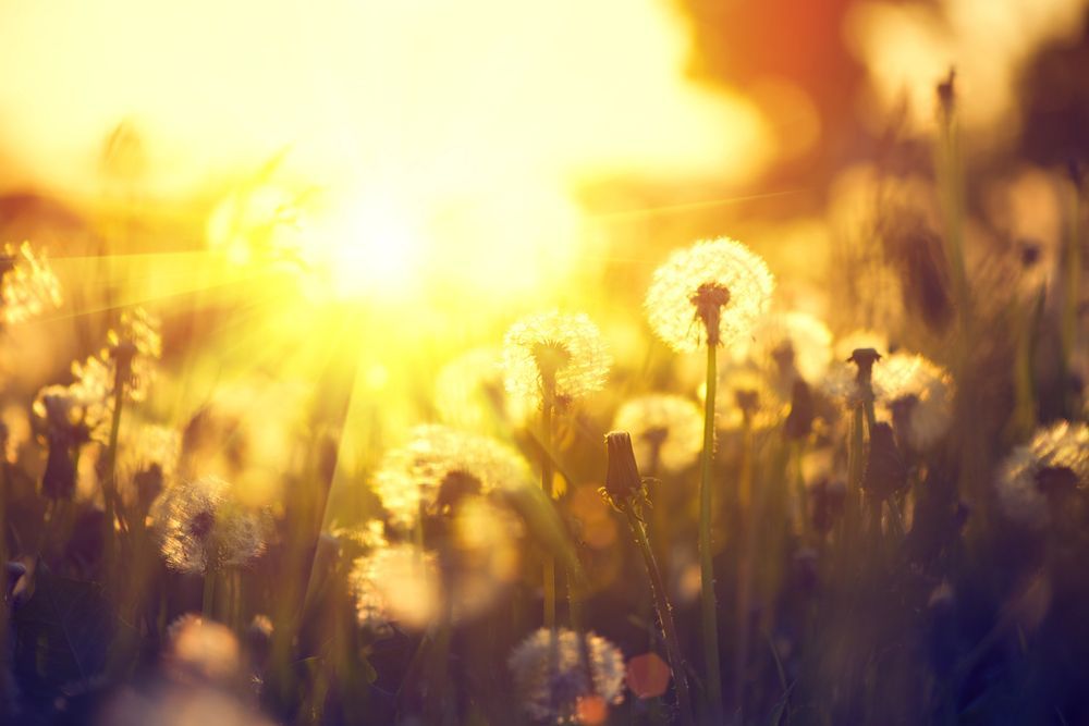 Fiori selvatici illuminati dal sole in un prato dorato all'alba, con un bokeh delicato e un bagliore caldo.