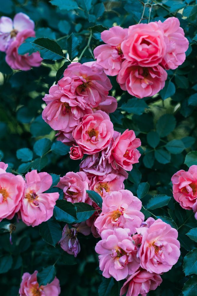 Rose rosa che sbocciano tra foglie verde scuro in un giardino